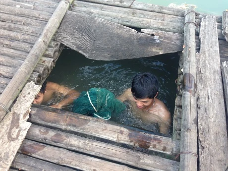 Bắt cá thần để bán cho thương lái