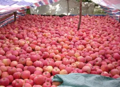 Táo hồng Trung Quốc (ảnh minh họa)