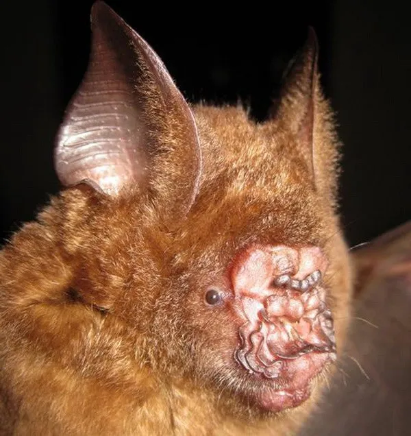 Phát hiện nhiều loài sinh vật quý hiếm, kỳ lạ tại Việt Nam ảnh 1