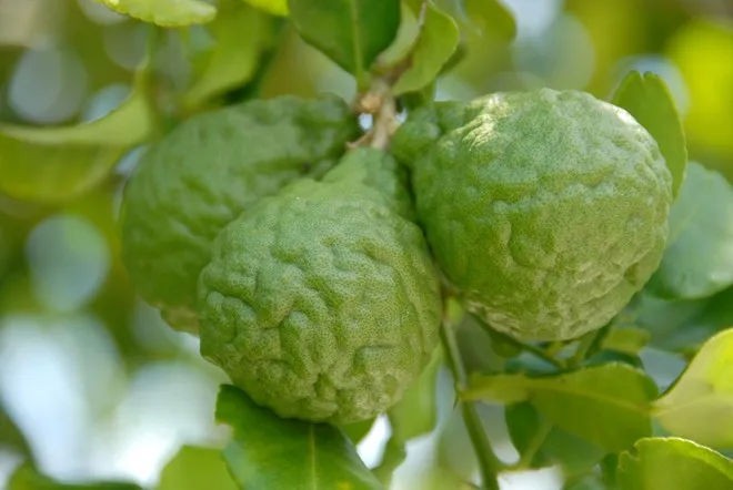 Nhập mô tả cho ảnh