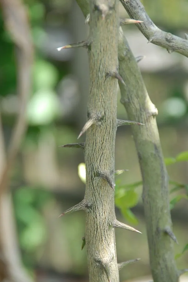 Nhập mô tả cho ảnh