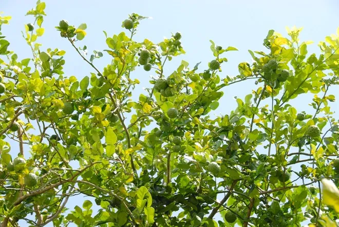 Nhập mô tả cho ảnh