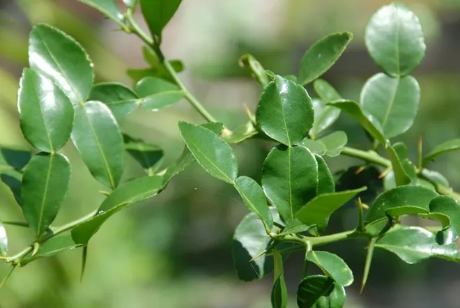 Nhập mô tả cho ảnh