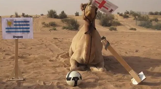 "Tiên tri" lạc đà tìm được đội thắng ở trận sinh tử Uruquay-Anh ảnh 1