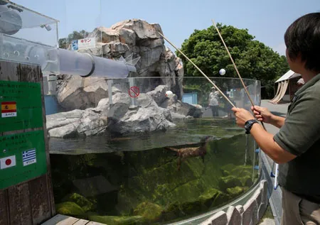 Điểm danh các tiên tri dự đoán World Cup trên khắp thế giới