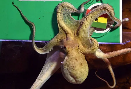 Điểm danh các tiên tri dự đoán World Cup trên khắp thế giới