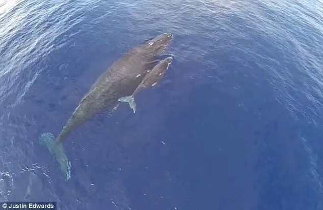 Cảnh tượng kỳ thú cá voi mẹ cõng con "bay" trên mặt nước ảnh 4