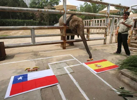 Điểm danh các tiên tri dự đoán World Cup trên khắp thế giới