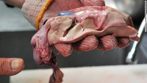 Độc đáo nghệ thuật ăn cá nóc của người Nhật ảnh 3