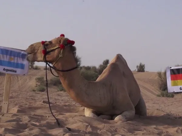 "Thảm họa tiên tri" lạc đà tìm ra nhà vô địch World Cup 2014 ảnh 1