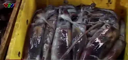 Loại mực <a href='https://plo.vn/hay-dep-la/' title='lạ'>lạ</a> có giá chỉ 20.000-40.000 đồng/kg.