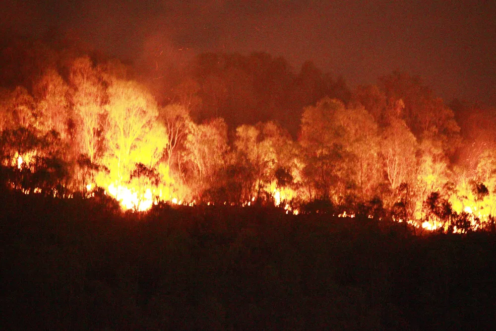 Xem xét khởi tố vụ đốt vàng mã gây cháy rừng ở Bình Định ảnh 1