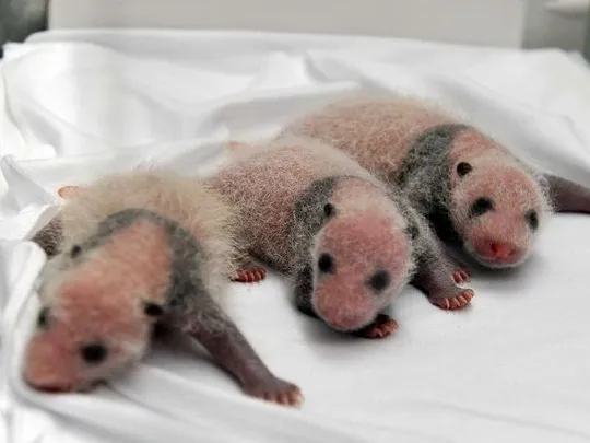 Ca gấu trúc sinh ba cực hiếm thành công