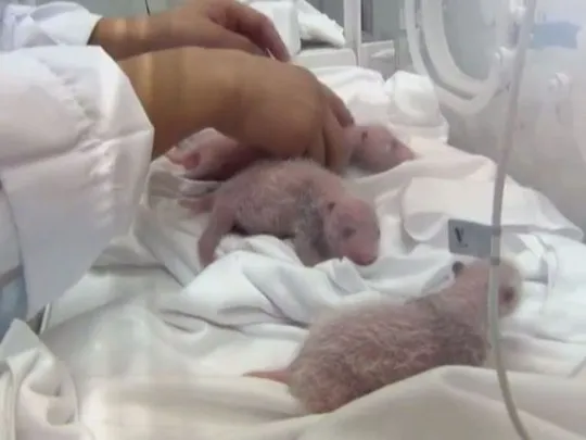 Ca gấu trúc sinh ba cực hiếm thành công