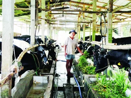 Nuôi bò mang sữa tưới gốc cao su (1)