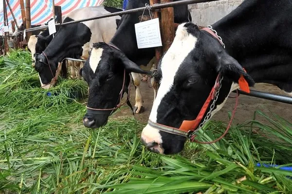 Nuôi bò mang sữa tưới gốc cao su