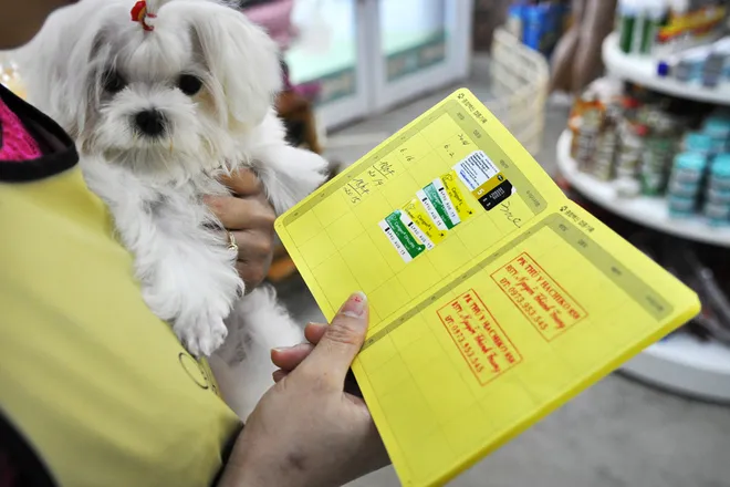 Spa cho cún yêu ở Hà Nội ảnh 7