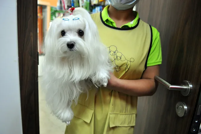 Spa cho cún yêu ở Hà Nội ảnh 1