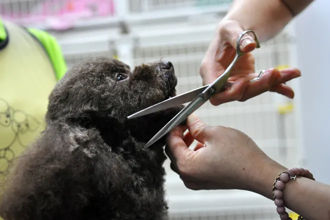 Spa cho cún yêu ở Hà Nội ảnh 3