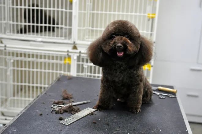 Spa cho cún yêu ở Hà Nội ảnh 4