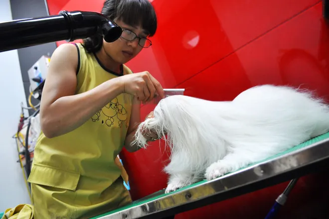 Spa cho cún yêu ở Hà Nội ảnh 6