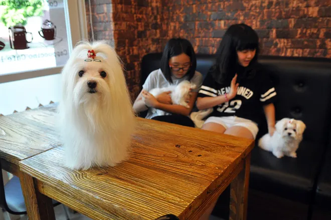 Spa cho cún yêu ở Hà Nội ảnh 10