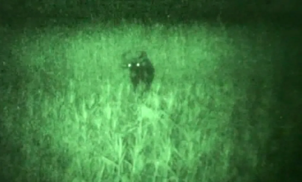 Các cá thể nghi bò tót bỗng dưng biến mất ảnh 1