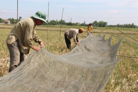 Sau cuộc vây bắt, những người thợ săn chỉ cần cuốn lưới lại rồi thu gom châu chấu về