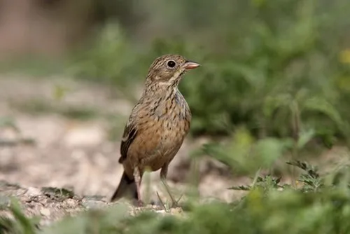 9 món ăn bị cấm trên thế giới ảnh 8