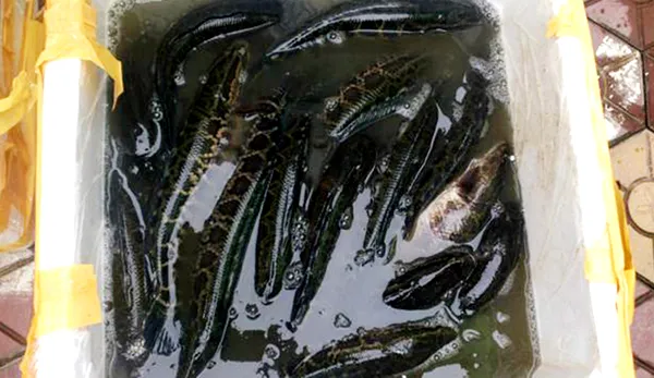 Cá quả Trung Quốc có màu đen trũi và khi mổ, bụng cá có rất nhiều mỡ.