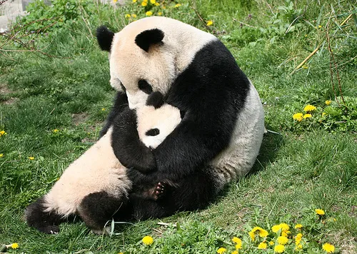 Những khoảnh khắc đẹp về tình mẫu tử của loài vật ảnh 17