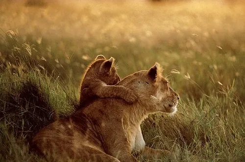 Những khoảnh khắc đẹp về tình mẫu tử của loài vật ảnh 18