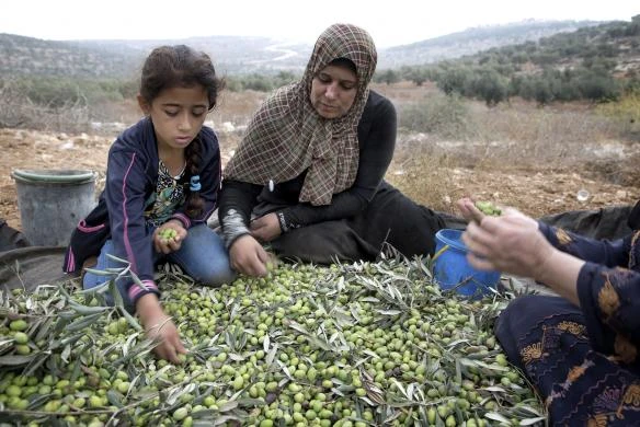 Quy trình thu hoạch và chế biến dầu Ô liu ảnh 9 Quy trình thu hoạch và chế biến dầu Ô liu ảnh 9