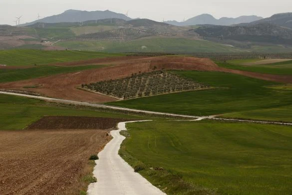 Quy trình thu hoạch và chế biến dầu Ô liu ảnh 2 Quy trình thu hoạch và chế biến dầu Ô liu ảnh 2