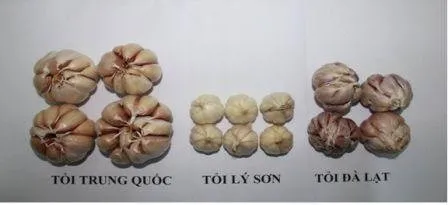 Khi cuống tỏi được bóc ra