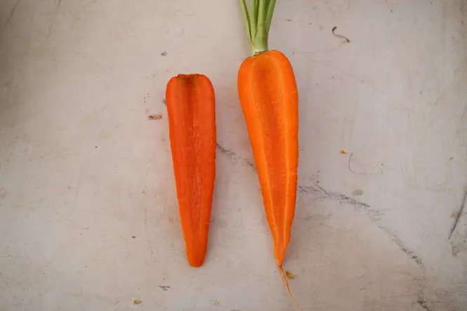 Cà rốt Đà Lạt có phần lõi củ to, đồng đều màu hồng nhạt ngả sang vàng. Còn cà rốtTrung Quốc lõi củ nhỏ hơn, thẫm màu ở phần cuống. Ảnh: MAI VINH