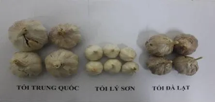 Hình dạng bên ngoài của Tỏi Trung Quốc, tỏi Lý Sơn và Tỏi Đà Lạt
