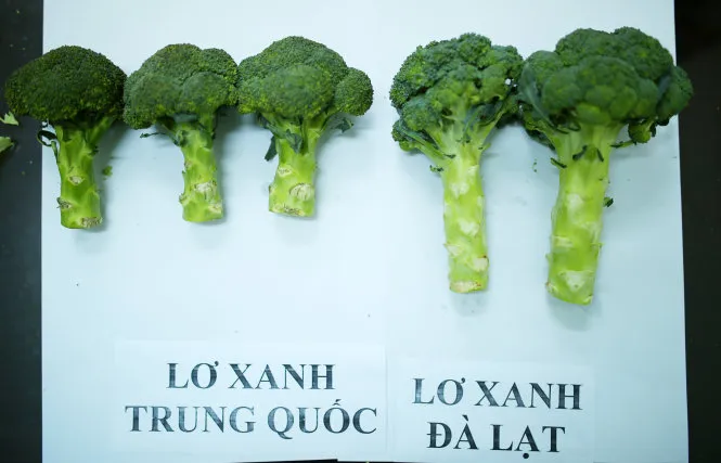 Nhìn từ bên ngoài súp lơ Đà Lạt có thân và phần bông to vượt trội so với súp lơ Trung Quốc. Phần bông súp lơ Đà Lạt không đồng đều. Ảnh: MAI VINH