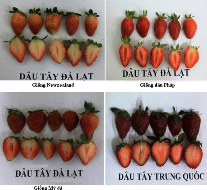 Dâu tây Đà Lạt và dâu tây Trung Quốc