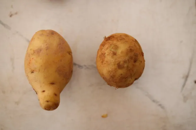 Khoai Trung Quốc (bên trái) củto hơn và hình dáng củ đồng đều, có sậm màu. Ảnh: MAI VINH