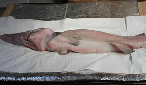 Con cá mập yêu tinh được phát hiện ở Australia. Ảnh: Merimbula News Weekly 1422855609519-7832-1422951433.jpg