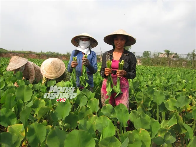 Trồng kèo nèo thu nhập 1 triệu đồng/ngày ảnh 2