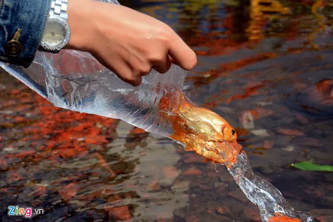 Bất lực nhìn cá chép bị chích điện khi vừa thả