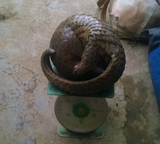 Bắt hai đối tượng săn bắt thú quý hiếm trong Vườn quốc gia Cát Tiên ảnh 2