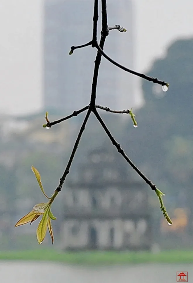 Hồ Gươm trong khoảnh khắc lạ thường ảnh 5