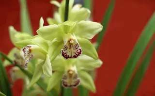 9 loài hoa mắc nhất thế giới ảnh 7 9 loài hoa mắc nhất thế giới ảnh 7