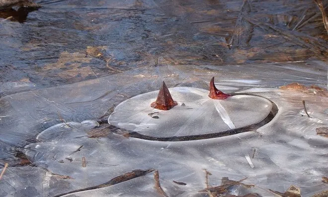 Loài cây sinh nhiệt làm tan băng tuyết ảnh 4