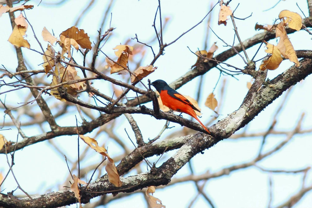 Vườn Quốc gia Yok Don mùa này có gì đẹp? ảnh 8