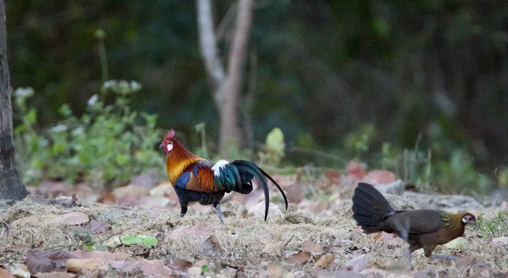 Vườn Quốc gia Yok Don mùa này có gì đẹp? ảnh 9