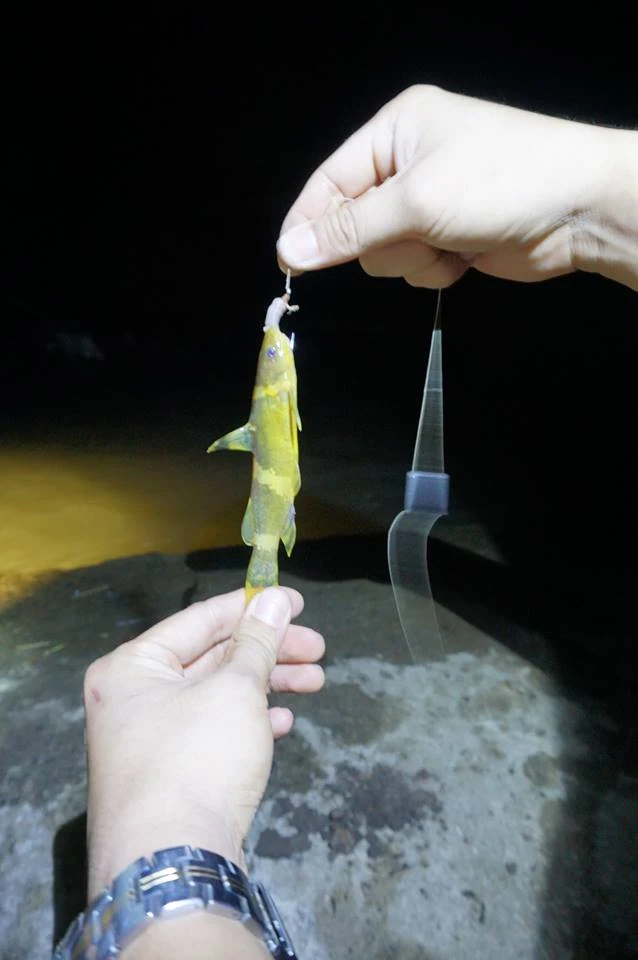 Vườn Quốc gia Yok Don mùa này có gì đẹp? ảnh 11